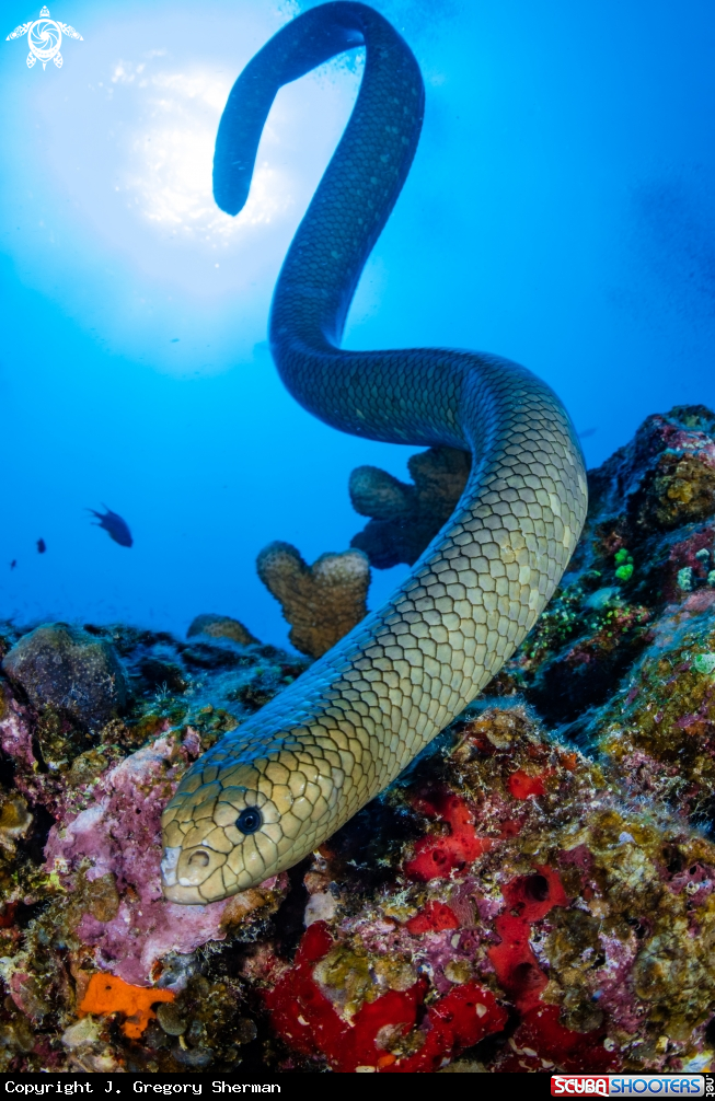 A Olive Sea Snake