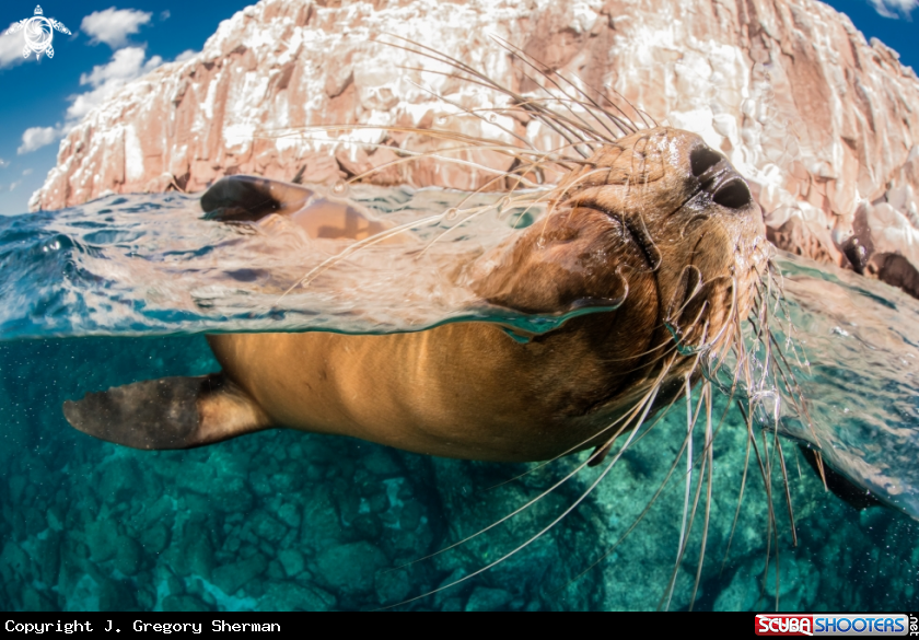 A California Sea Lion