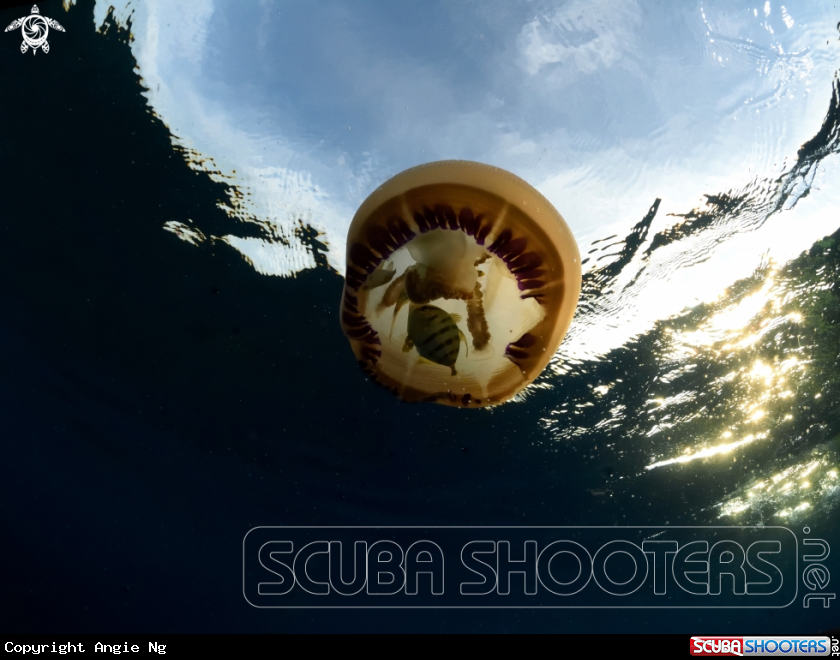 A jellyfish