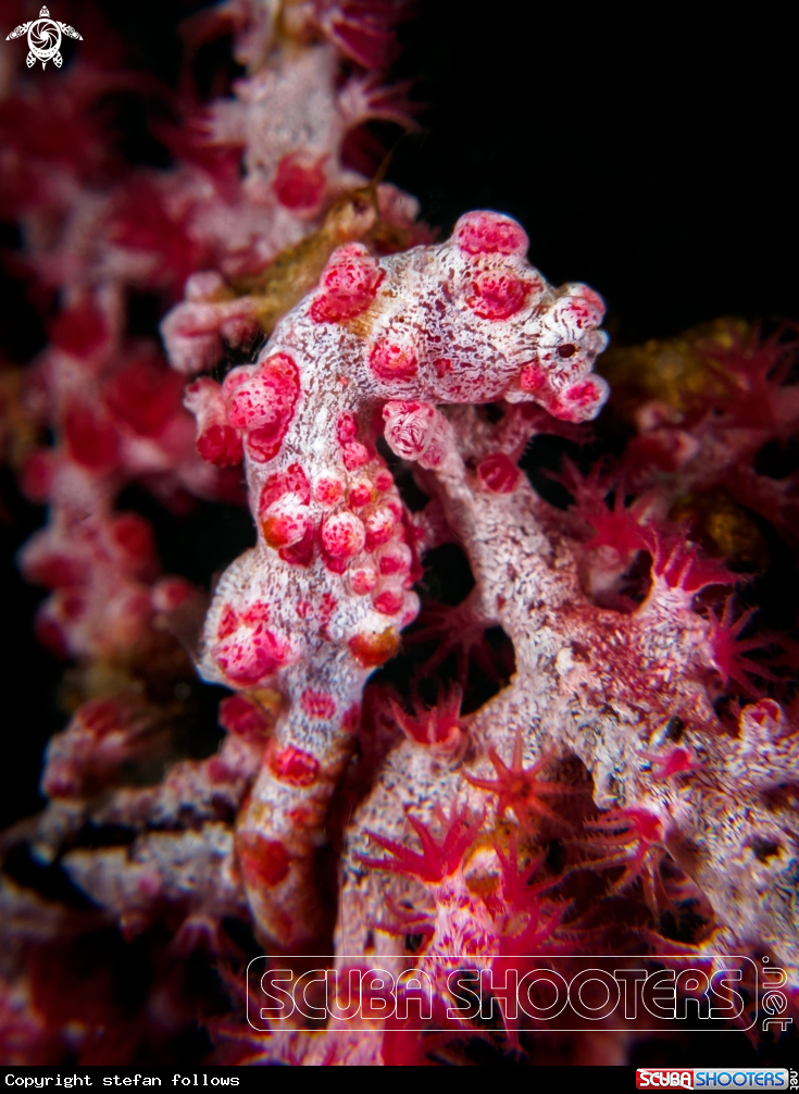 A Pygmy seahorse
