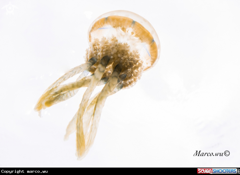 A Jellyfish