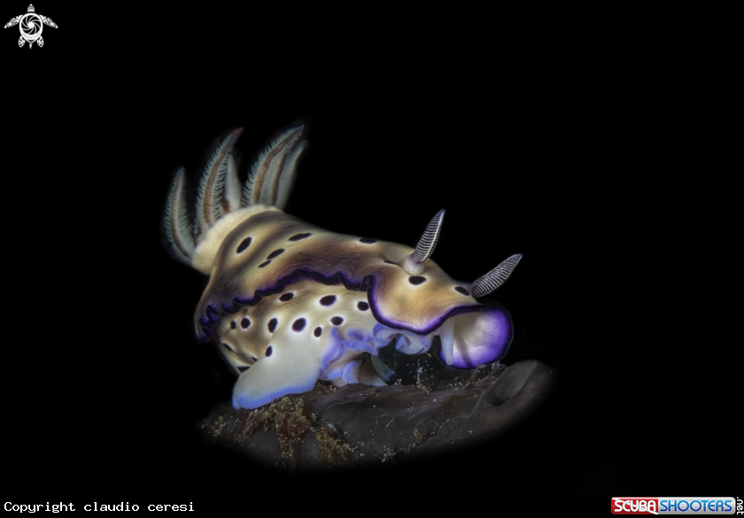 A Hypselodoris tryoni