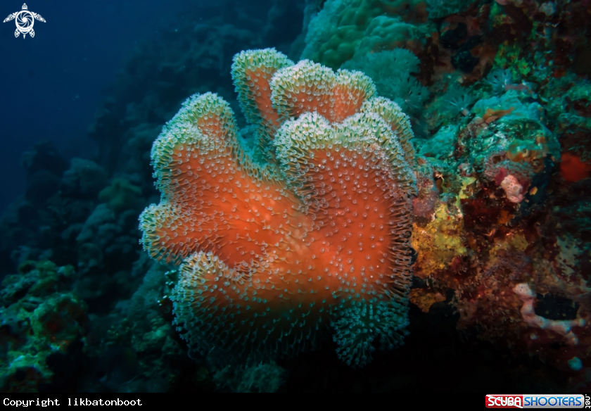 A Elegant Leather Coral