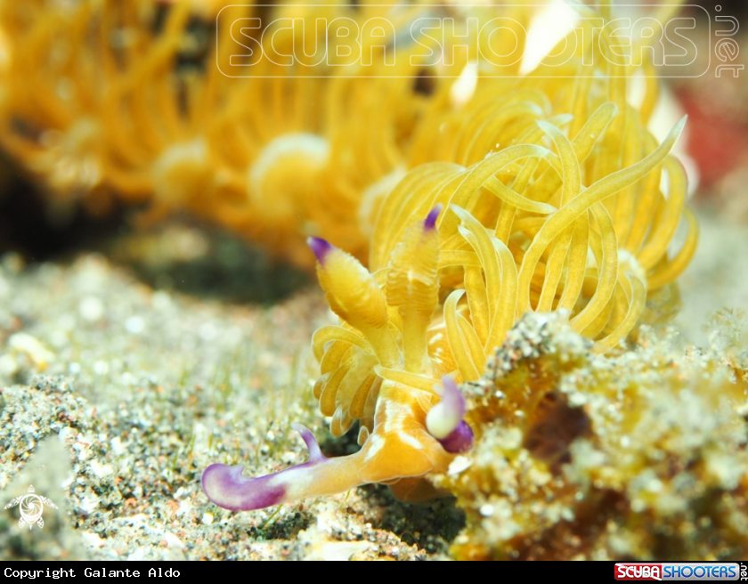 A Solar Powered Nudibranch - Aeolid Nudibranch 