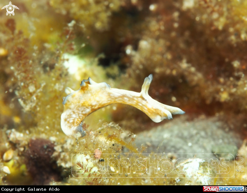 A Nudibranch