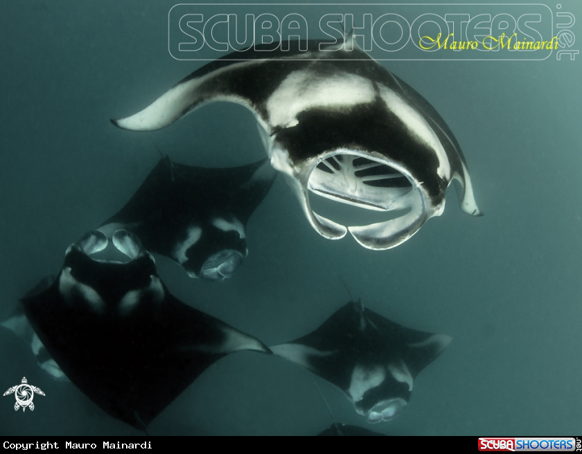A Mantas