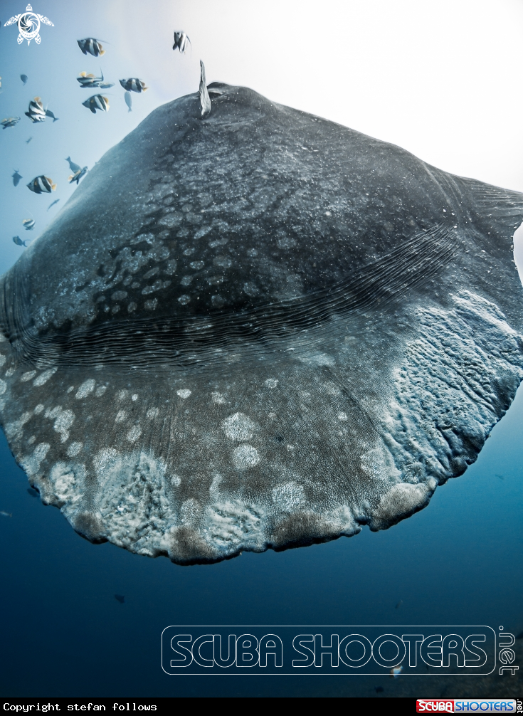 A Southern Ocean Sunfish