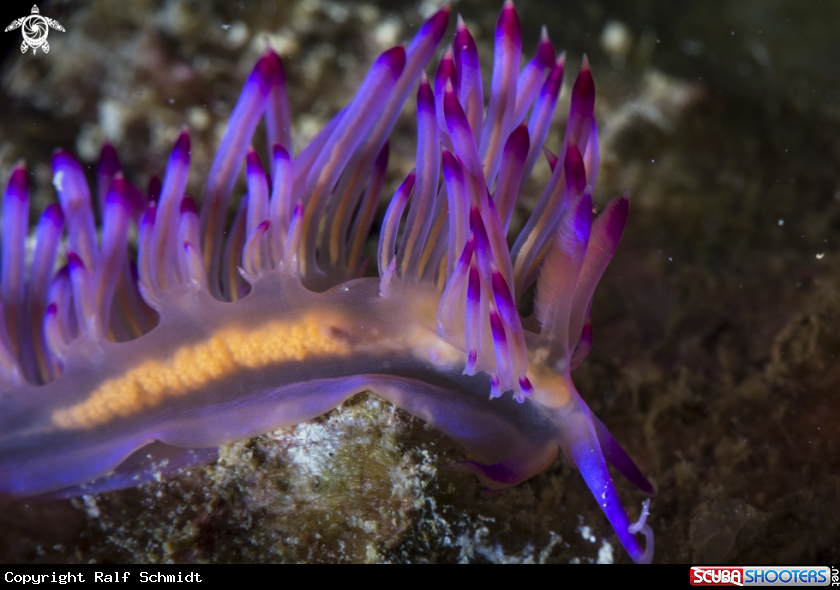 A Phuket diving