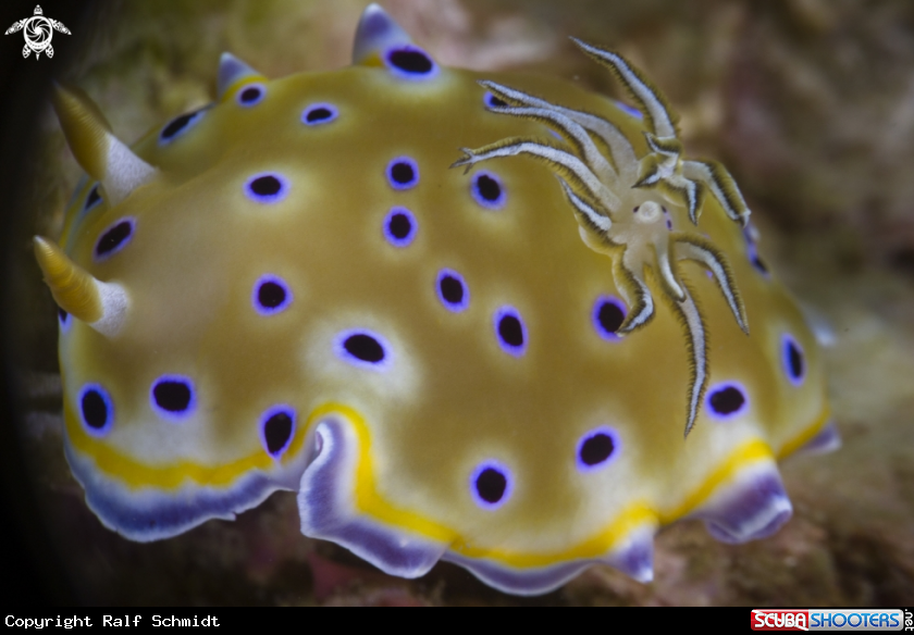 A Phuket diving