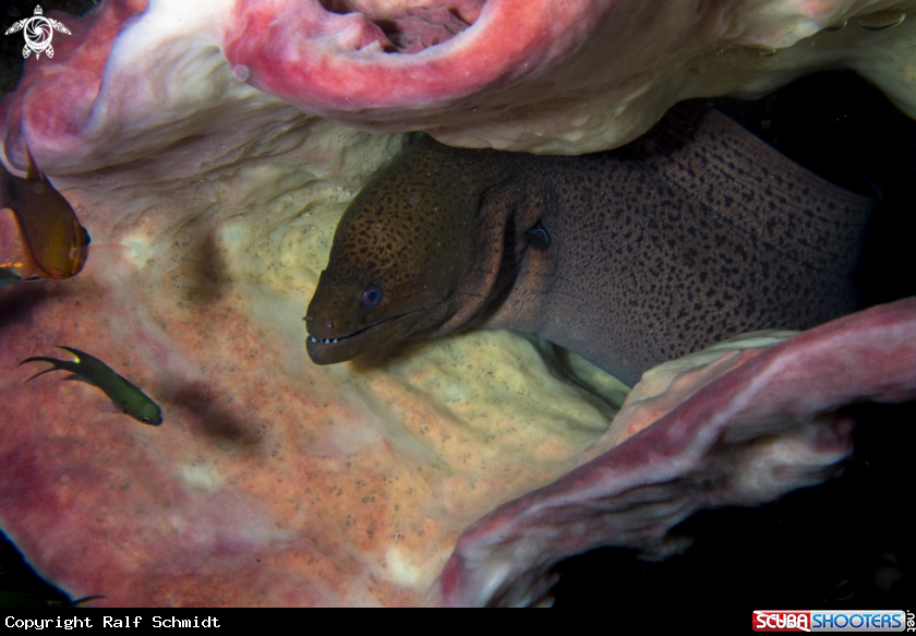 A Phuket diving