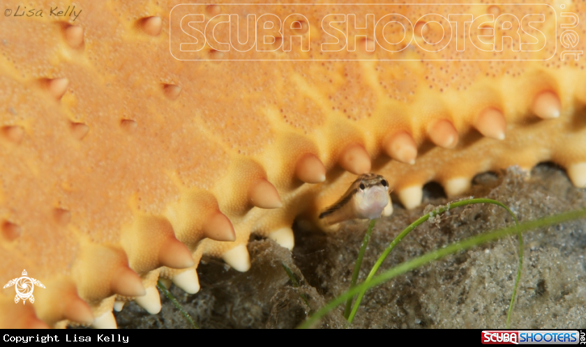 A underwater creature