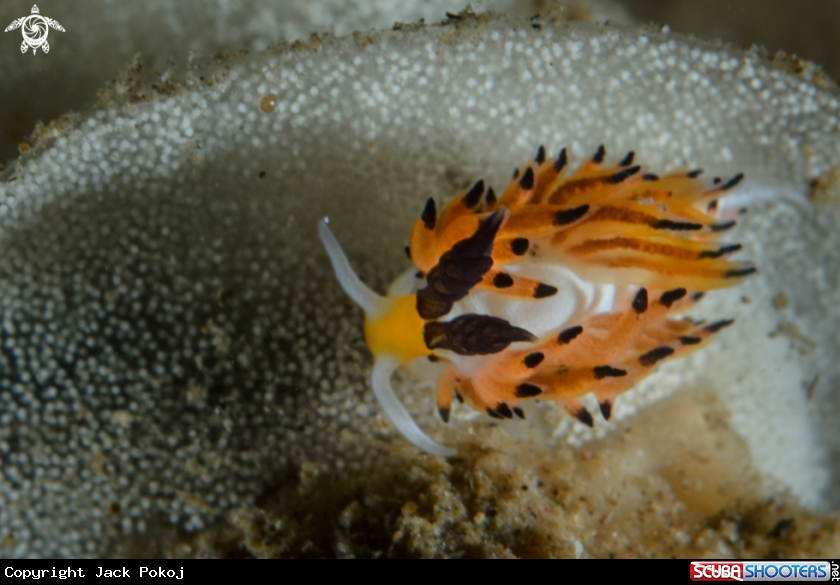 A Favorinus tsuruganus