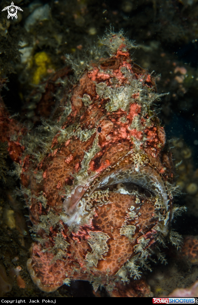 A Warty frogfish
