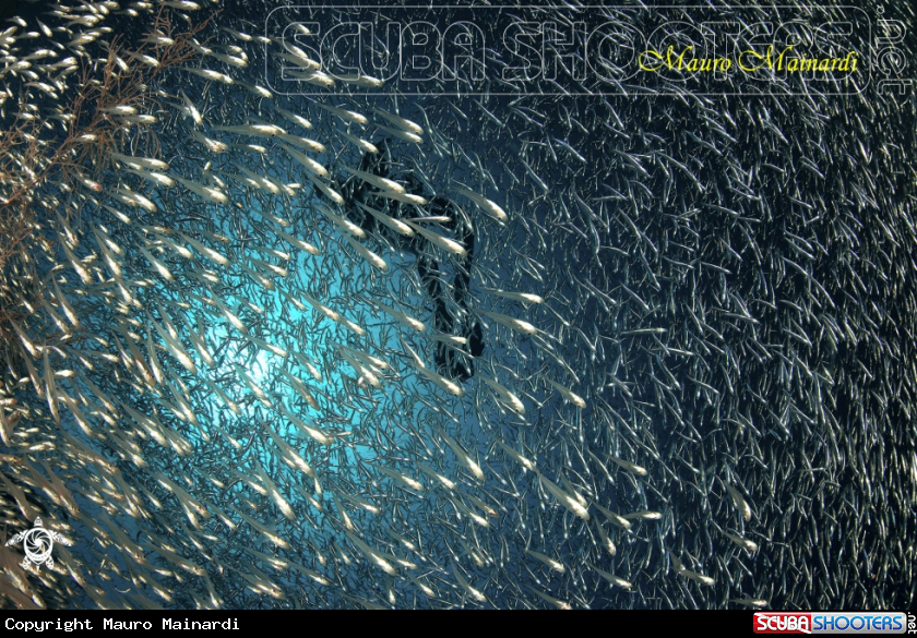 A Glassfish