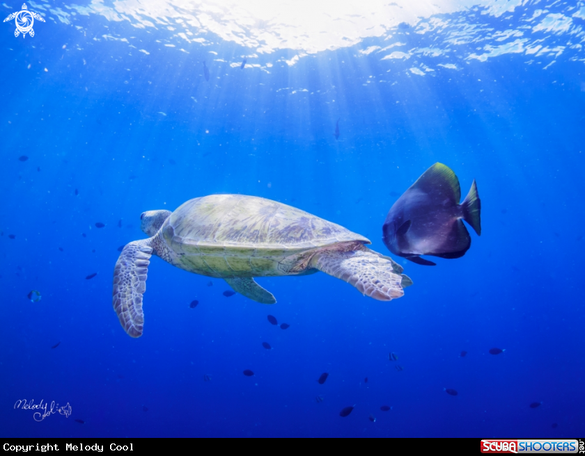A Sea Turtle