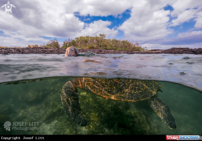 A East Pacific green turtle