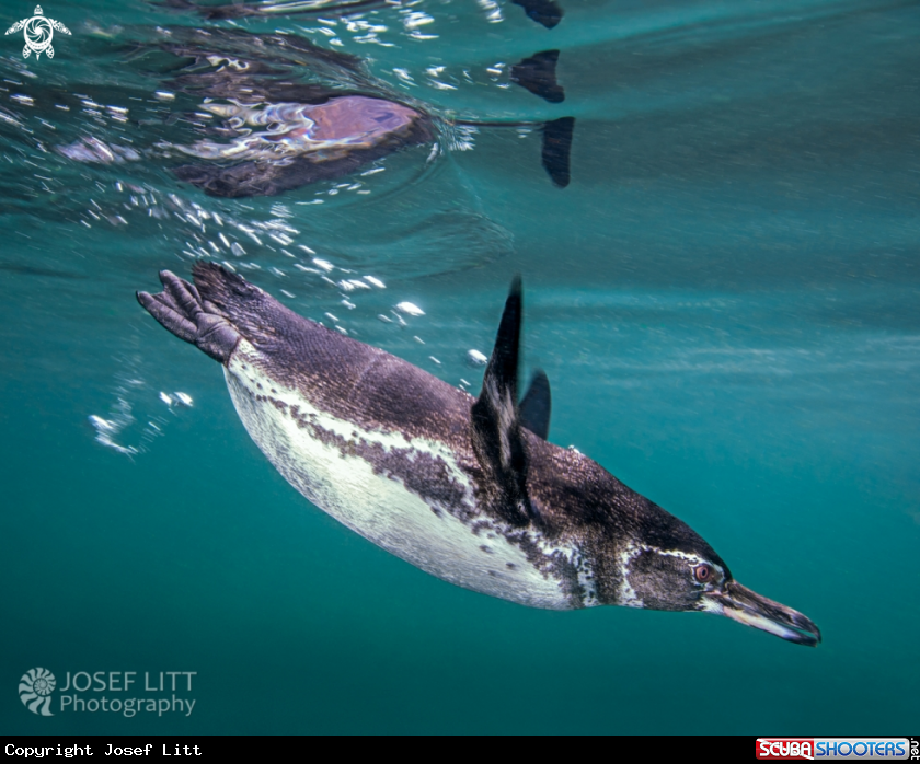 A Galápagos penguin