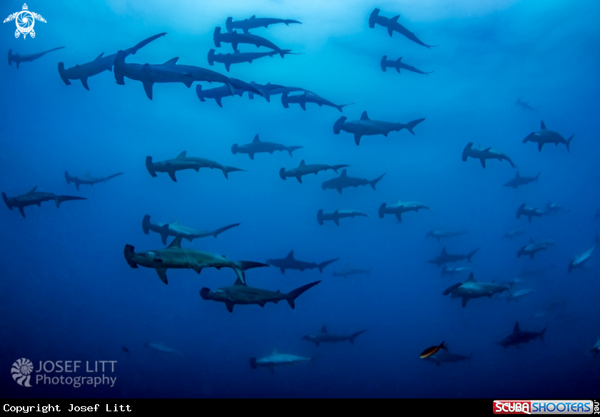 A Scalloped hammerhead