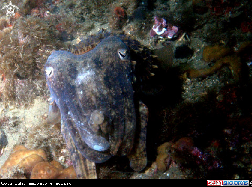 A underwater creature