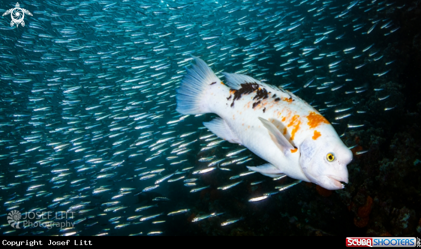 A Harlequin wrasse