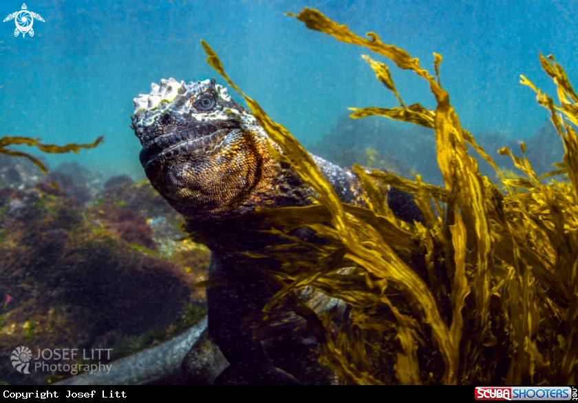 A Marine iguana
