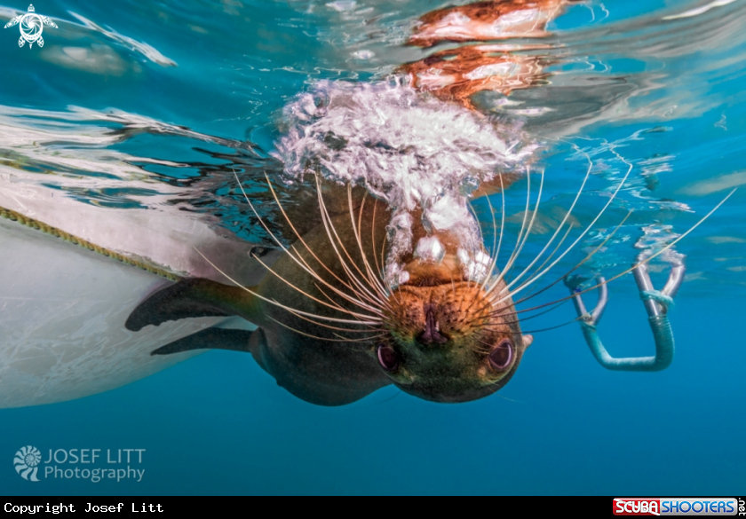 A Galápagos sea lion