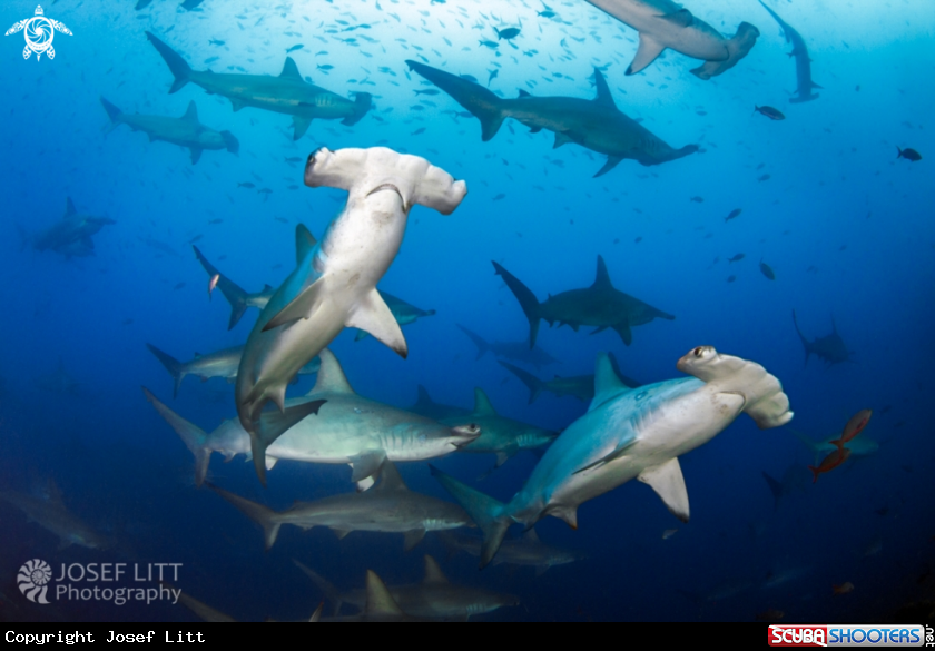 A Scalloped hammerhead