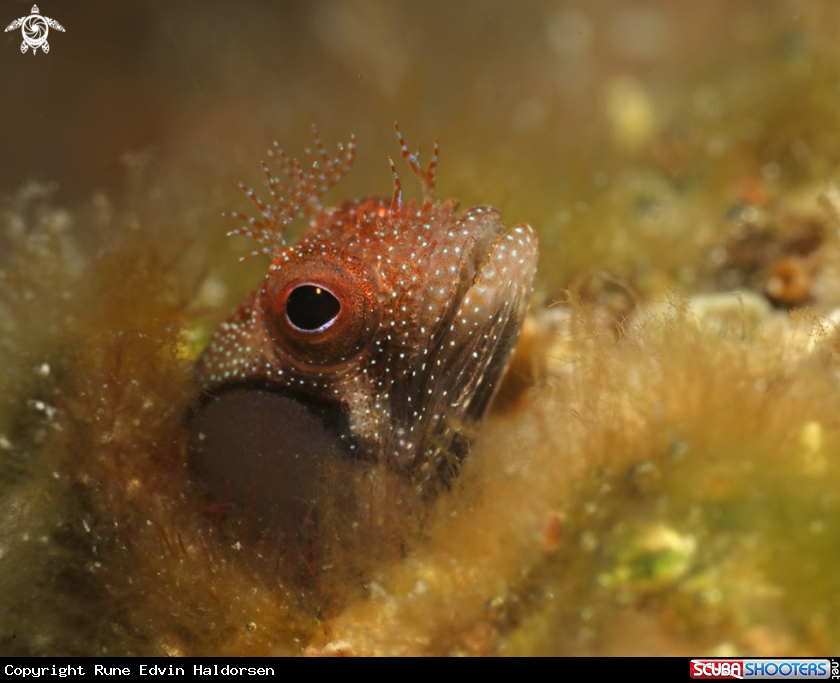 A Blenny