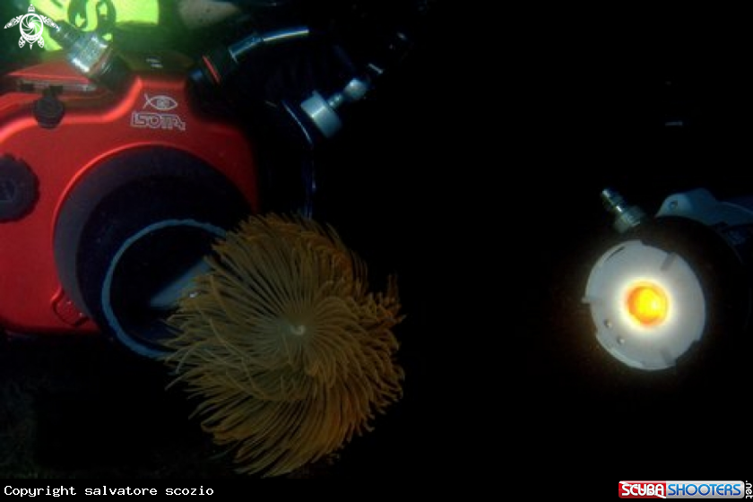 A underwater creature