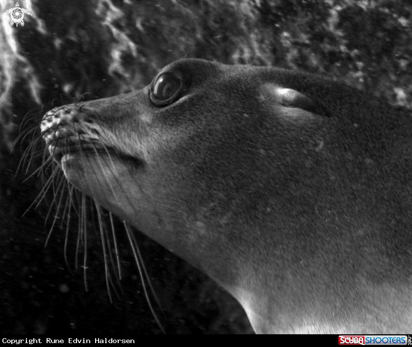 A California sea lion