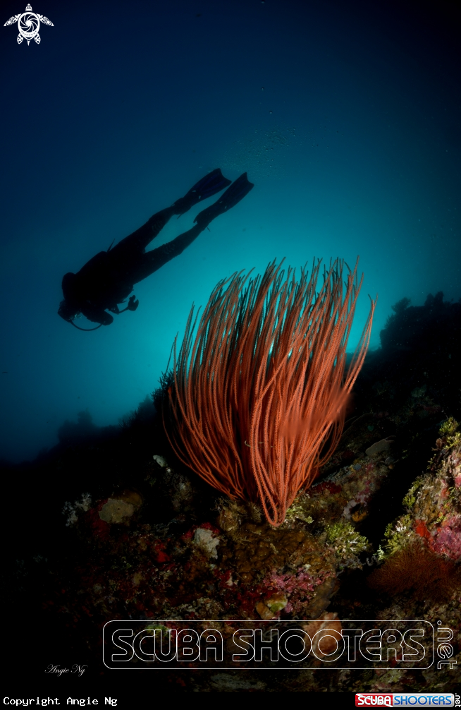A Gorgonians