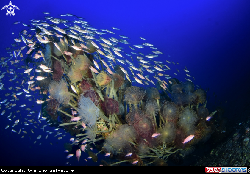 A Macroramphosus scolopax