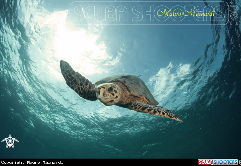 A Turtle