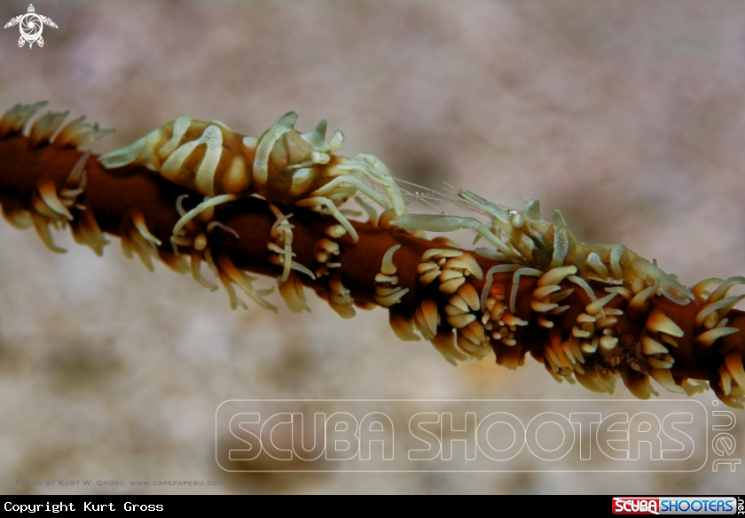 A Zanzibar shrimp