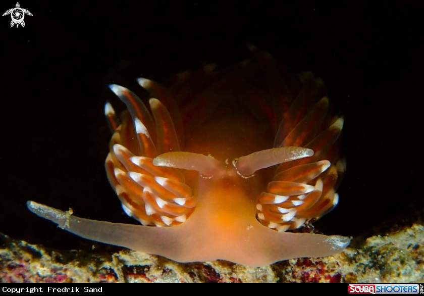 A nudibranch