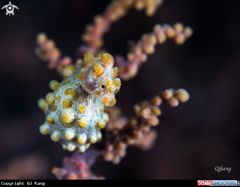 A Pygmy Seahorse
