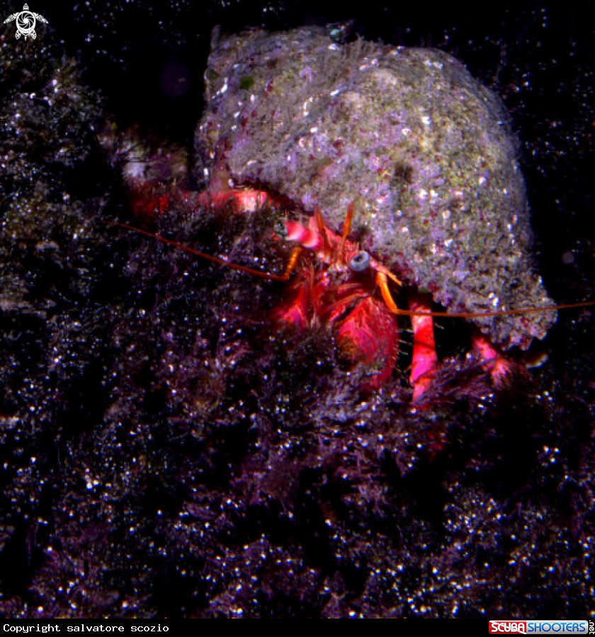 A underwater creature