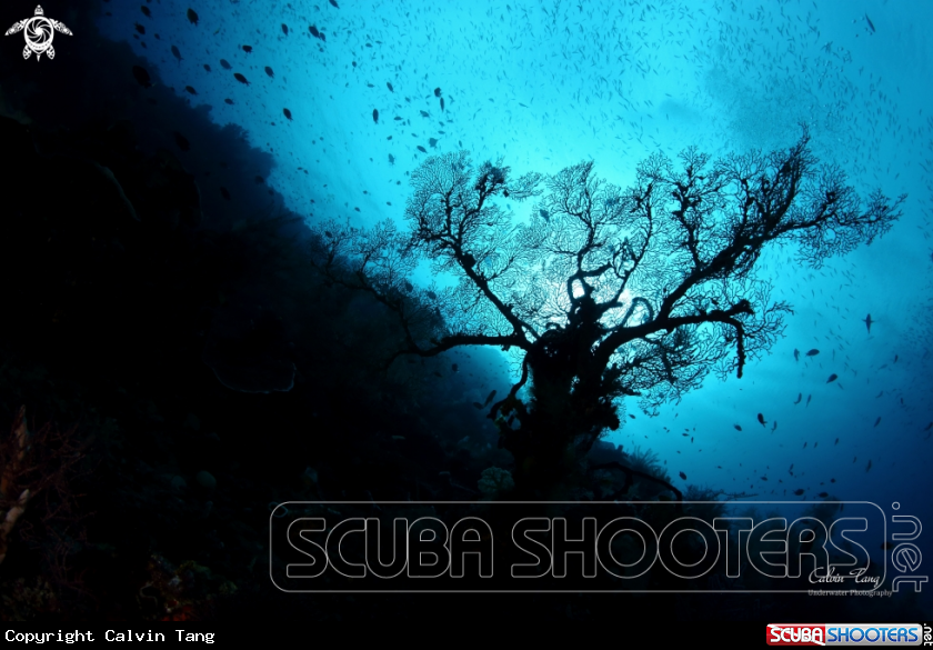 A Sea Fan