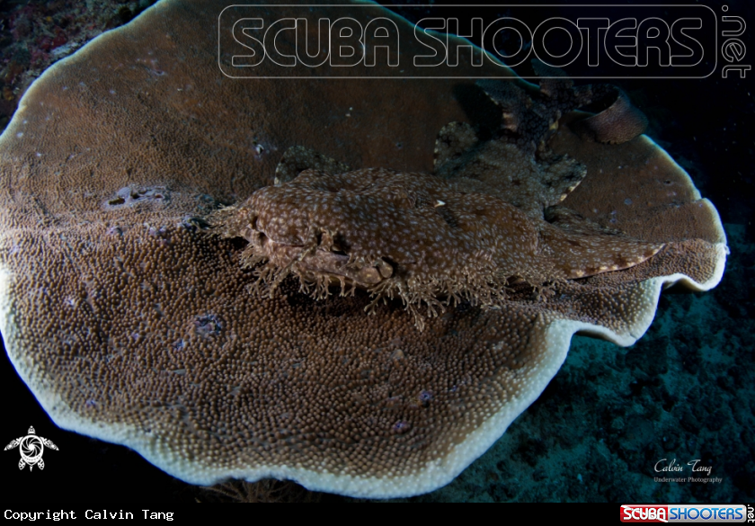 A Wobbegong shark
