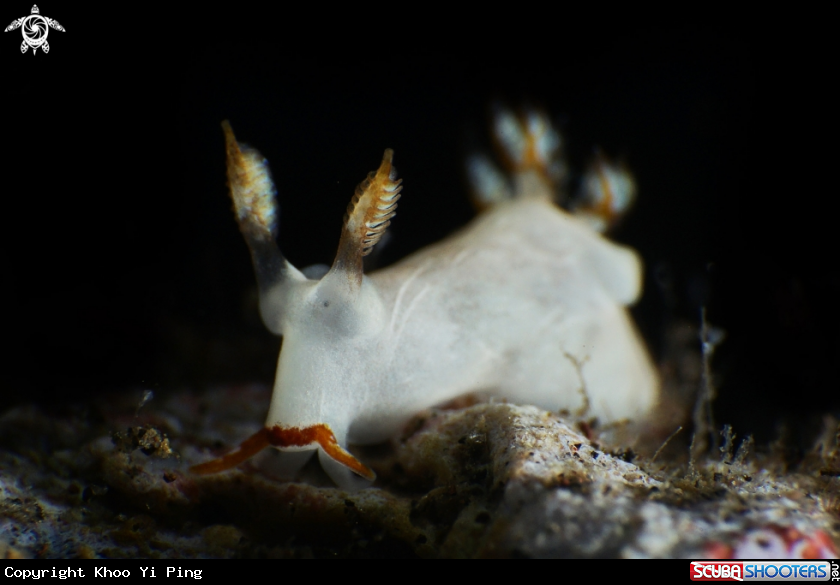 A Nudibranch