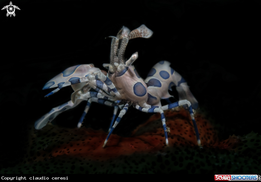 A arlequin shrimp