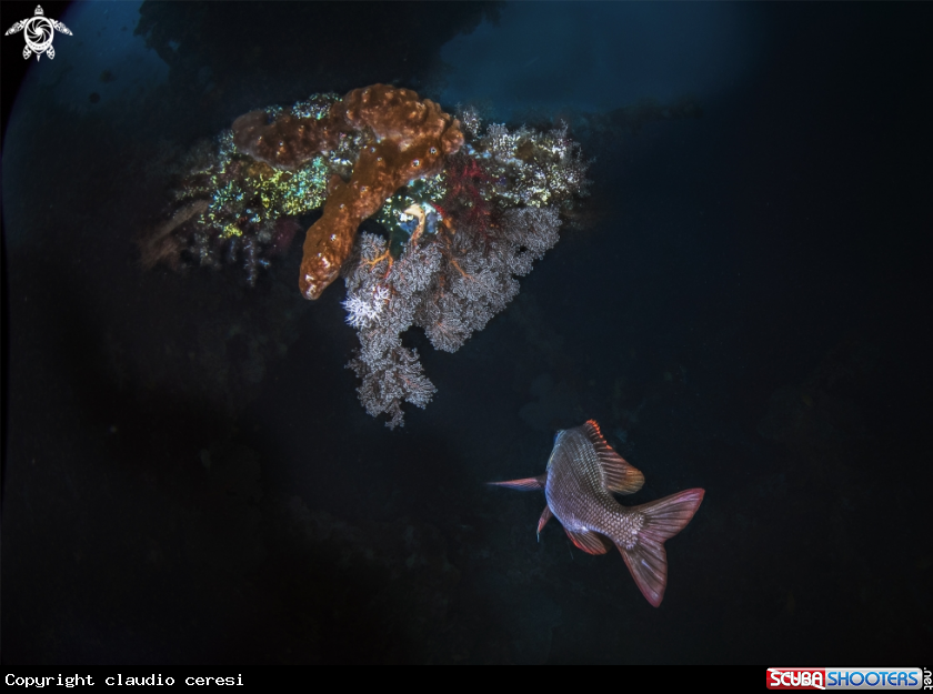 A fish in US Liberty wreck