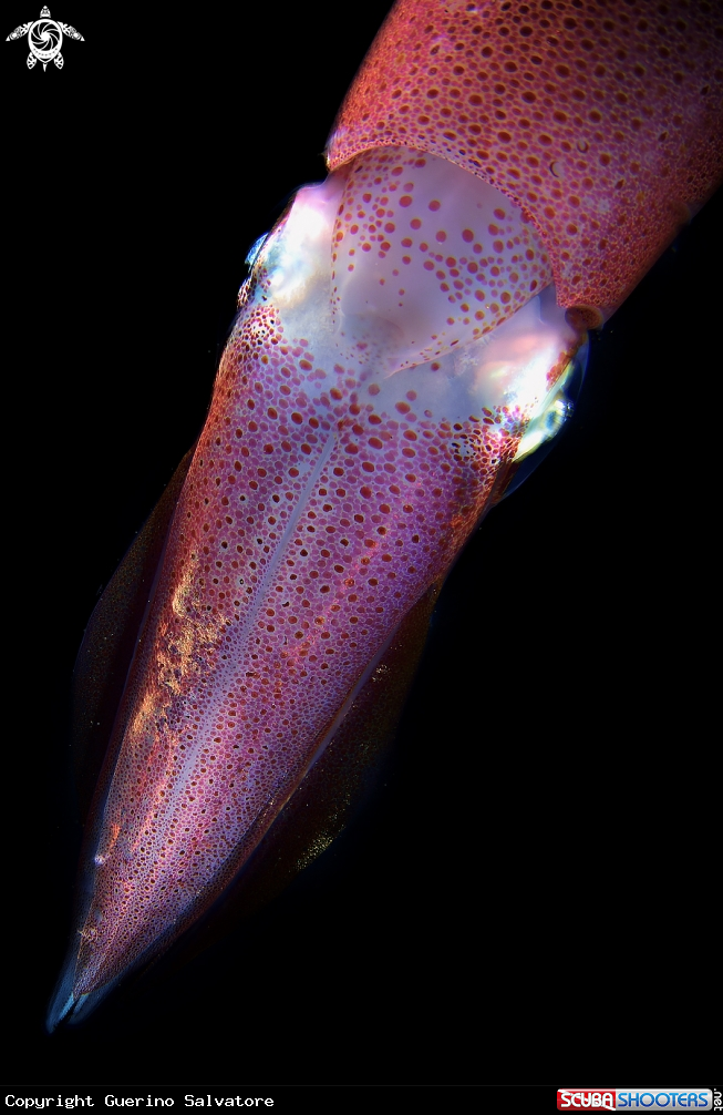 A Loligo vulgaris 