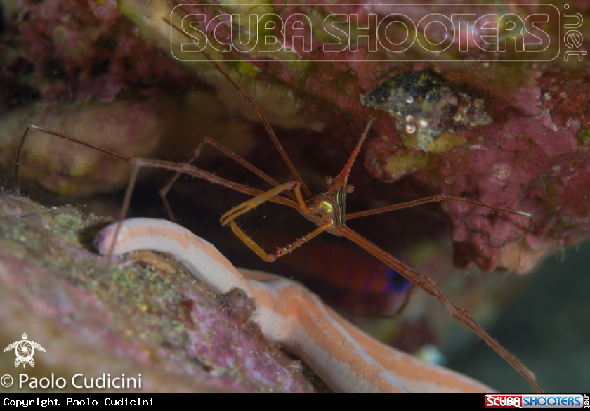 A Arrow Crab