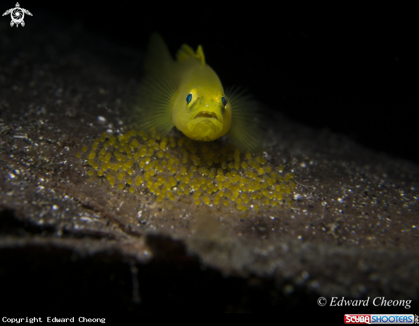 A Yellow Goby