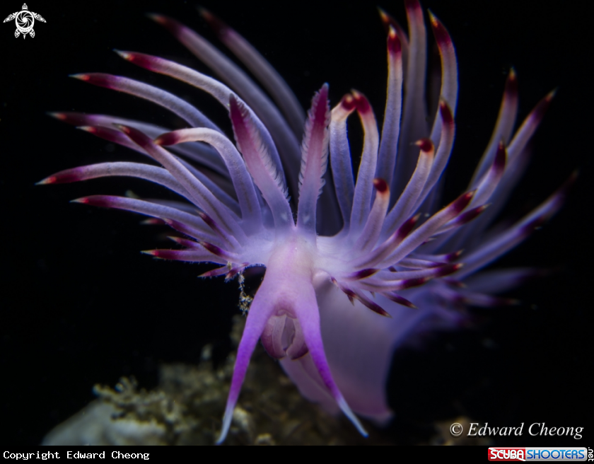 A Flabellina