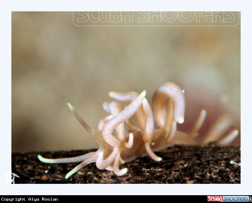 A Nudibranch