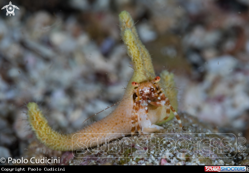A Staghorn Hermit Crab