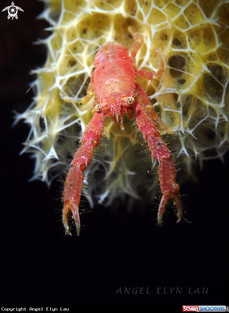 A Squat Lobster