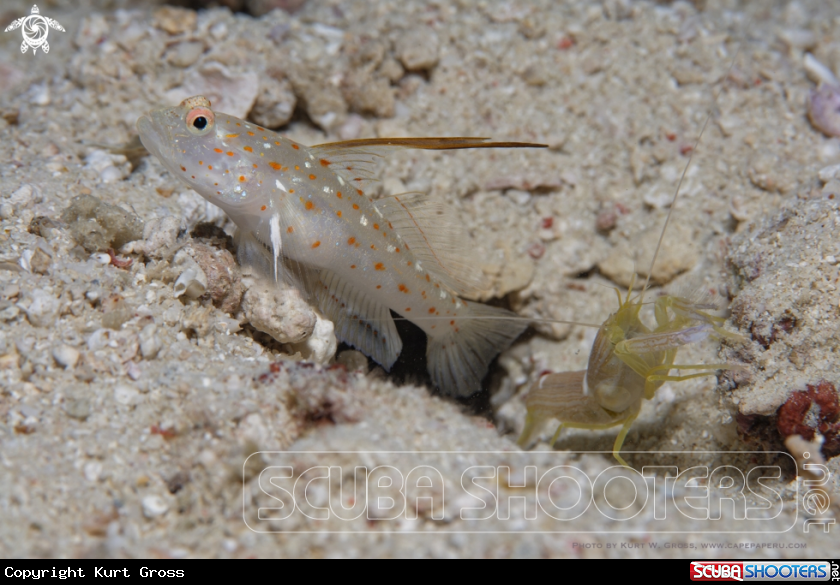 A Tangaroa Shrimp Goby